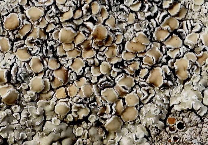 Lichene di Lucolena - Protoparmeliopsis muralis